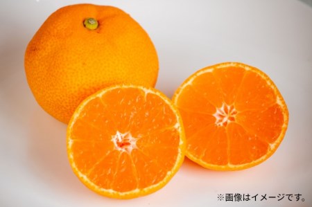 希少！最高峰曽保みかん（約10kg）フルーツ ふるーつ 果物 くだもの 三豊市【配送不可地域：北海道・沖縄県・離島】_M102-0012