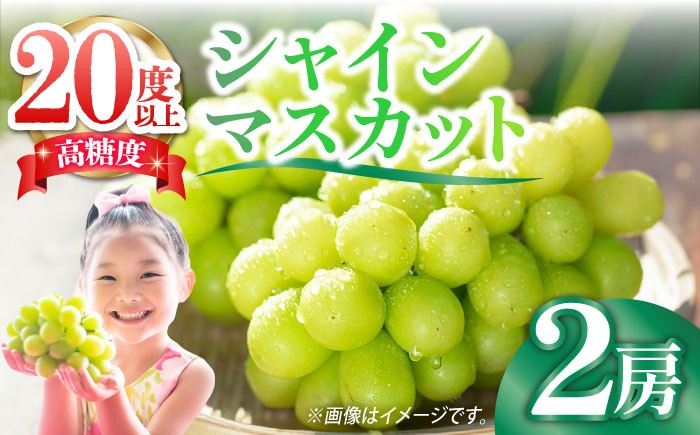 
                  【2026年9月中旬〜発送】【数量限定】＜口の中であふれる果汁＞大粒 シャインマスカット 2房 1.3kg以上 / シャインマスカット 先行予約 ブドウ ぶどう しゃいんますかっと フルーツ 果物 しゃいんますかっと シャインマスカット 果物 フルーツ マスカット 社員マスカット くだもの ぶどう 人気 先行予約 大粒 / 南島原市 / 川田果樹園 [SFN001] 
                