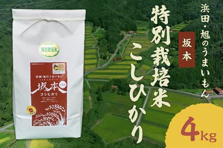 【令和6年産】浜田・旭のうまいもん「坂本」特別栽培米こしひかり 4㎏ 米 お米 こしひかり 特別栽培米 4キロ 精米 白米 ごはん 新生活 応援 準備 お取り寄せ 特産 【1019】