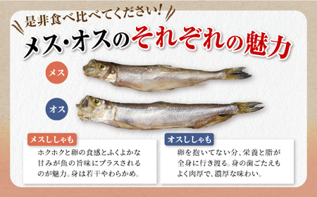 しらぬか産 本ししゃも【20尾（オスメス各10尾）】_A015-1019-60DAYS