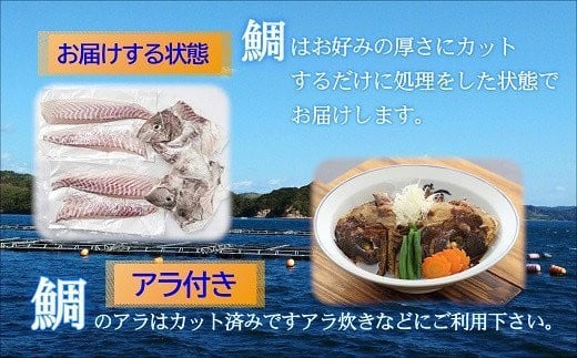 鷹島のおいしかタイ1.2kg【B5-070】 鯛 お刺身 煮つけ 塩焼き 様々な料理 アラ付き