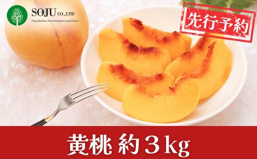 先行予約 黄桃 約3kg 令和8年度 新潟県 三条市産 黄金桃 ゴールデンピーチ もも  [三条果樹専門家集団] 【017S041】