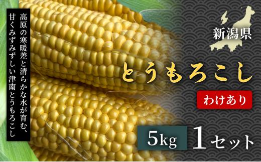 【令和8年産先行予約】【フルーツのような甘さ】わけあり　とうもろこし 5kg 1セット 産地直送 訳あり野菜自然の甘み フルーツにんじん 子どもが喜ぶ  旬の味覚 離乳食におすすめ 夏野菜 健康野菜 栄養満点 美容 カロテン豊富 免疫力アップ ご当地グルメ 安心安全 品質保証 リピート ランキング