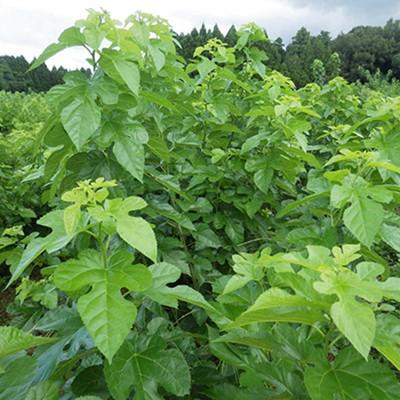 ふるさと納税 合志市 峯樹木園　桑の葉発酵茶　60g(3g×20包) |  | 02