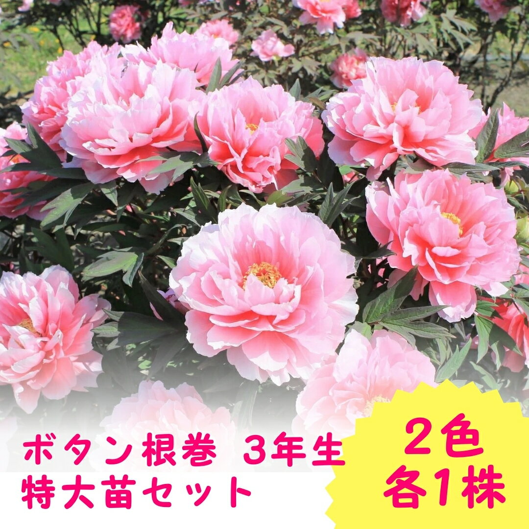 【ふるさと納税】【先行予約】 ボタン根巻 3年生 特大苗セット 2色各1株 | ガーデニング 庭 園芸 新潟県 五泉市 新潟県花卉球根農業協同組合 ( 2025年9月中旬より順次発送 )