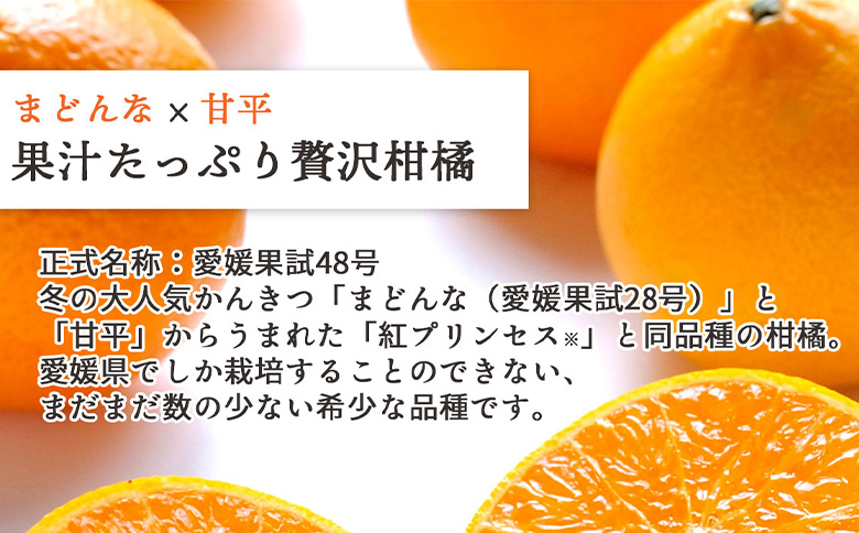 先行予約＜訳あり 愛媛県産 愛媛果試48号 合計約1kg＞ 『2027年3月以降順次出荷予定』ミヤモトオレンジガーデン 愛媛県 西予市