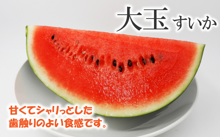 【7月以降発送 】 スイカ 王国 熊本 ！ 大玉 すいか 1玉 熊本県産 果物  西瓜 フルーツ | フルーツ 果物 くだもの すいか スイカ 熊本県 玉名市
