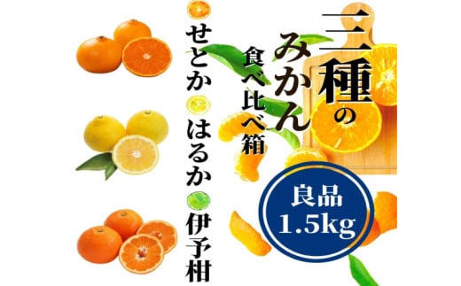 【三種のみかん食べ比べ箱】先行予約 ＜2026年2月から順次発送＞ せとか・はるか・伊予柑 約1.5kg 良品　 | 愛媛 みかん 先行予約 蜜柑 柑橘 果物 くだもの フルーツ お取り寄せ グルメ 期間限定 数量限定 人気 おすすめ 愛媛県 松山市