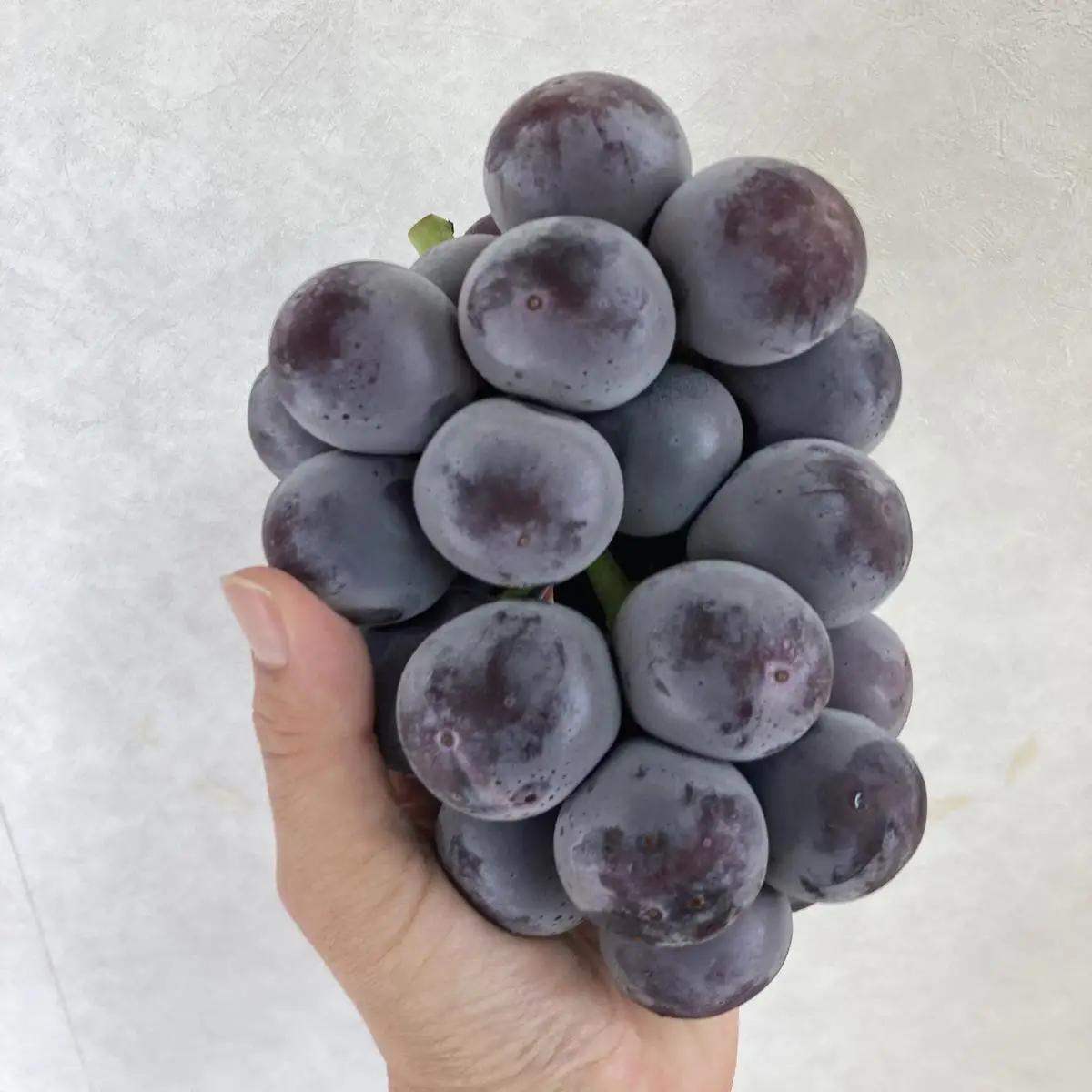 ぶどう オーロラブラック 岡山県産 ぶどう【2房 計1.0kg】【先行予約】