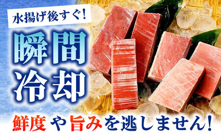 たね熟天然本まぐろ中トロ(320g)[AOCE009]まぐろ