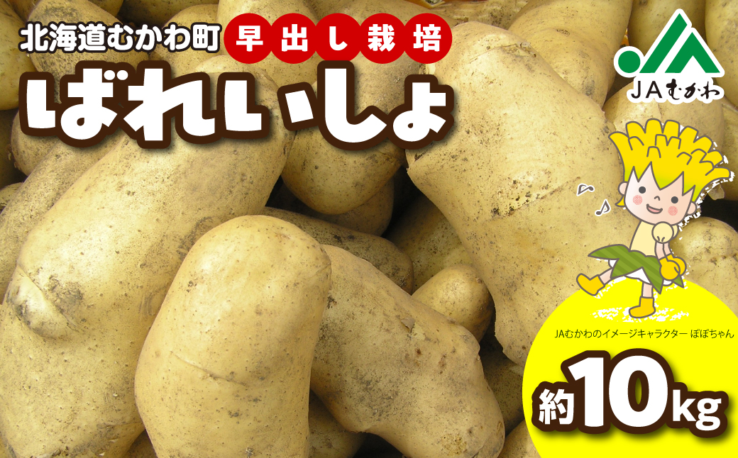 ＜2026年8月上旬より発送＞ばれいしょ MKWAL2001