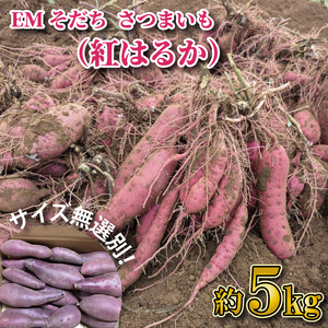 【2026年1月上旬より順次発送】★訳あり★無選別「はるかにおいしいさつまいも」EMそだち紅はるか 約5kg｜さつまいも 芋 サツマイモ 紅はるか 訳あり わけあり ワケアリ 先行予約 EM 栄養 焼き芋 蒸かし芋 天ぷら 大学芋 茨城県 行方市(HH-1)