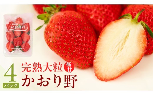 
                  《 2027年 収穫分 》 完熟 かおり野 260g×4パック KEK 国産 いちご イチゴ 苺 くだもの 果物 フルーツ 冬 春 旬 [BC032sa]
                