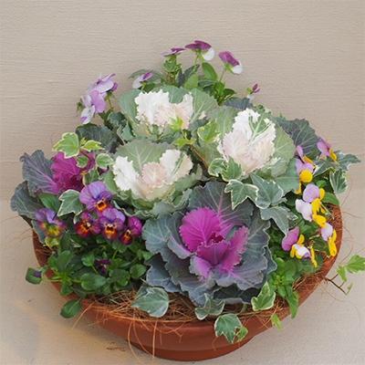 ふるさと納税 朝倉市 まるでお花のケーキ!葉ボタンの寄せ植え