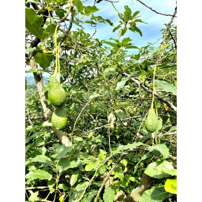 ふるさと納税 松山市 油分たっぷり!露地栽培の国産アボカド(愛媛県産)　1kg |  | 02