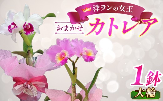 洋蘭 カトレア鉢花 大輪 花 植物 花 生花 鉢植え 鉢花 インテリア 洋ラン 蘭 カトレア 花鉢 室内 栽培 鑑賞 園芸 ガーデニング リボン ラッピング プレゼント ギフト 贈答用 お祝い 滋賀 彦根