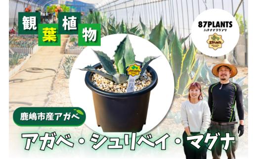 ガーデニング 多肉植物 アガベ シュリベイ マグナ 園芸 花 フラワー 観葉植物 agave 鹿嶋市産 実生 耐寒性 ふるさと納税 茨城県 鹿嶋市