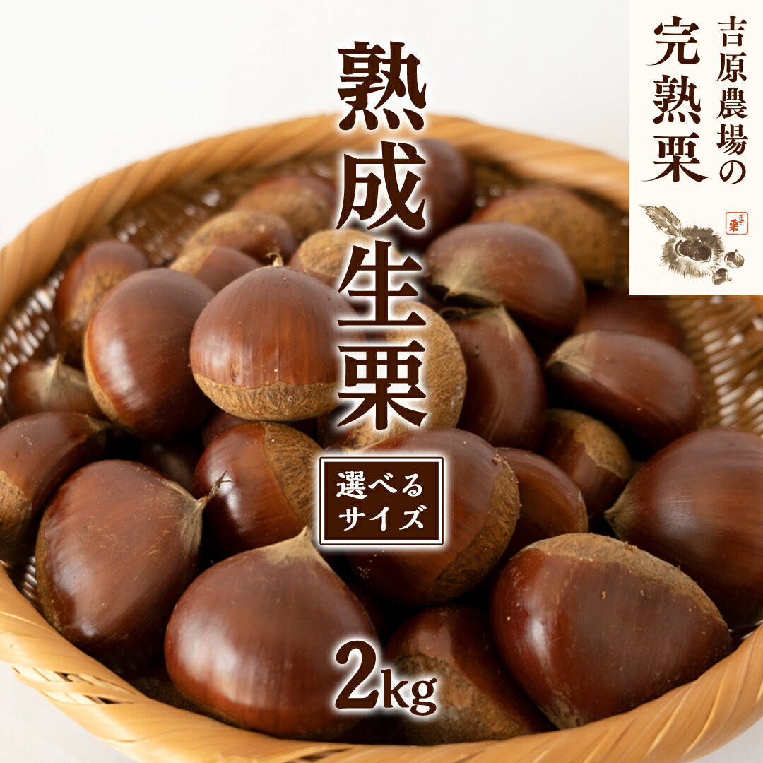 【ふるさと納税】 【 吉原農場 の 完熟栗 】 熟成 生栗 2kg ( 選べる サイズ ) 令和7年産 完熟 栗 くり クリ 栗ごはん 贈答 ギフト 果物 フルーツ 数量限定 旬 秋 冬 正月 おせち