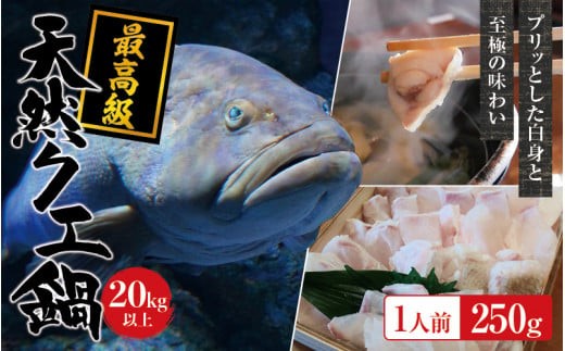 【冷凍】天然 最高級クエ 20kg 以上  クエ鍋セット 1人前(250g×1) 【2026年11月下旬から2027年2月下旬までに順次発送致します。】 / 高級 海鮮 お魚 魚  くえ鍋 クエ鍋 くえ くえ天然  冷凍 海産物【tkw009-2】