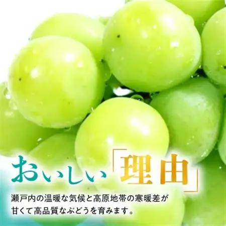 【2026年発送】訳あり!シャインマスカット晴王☆約2kg!8月中旬～順次発送【人気の岡山産ぶどう】【配送不可地域：離島】【1378275】