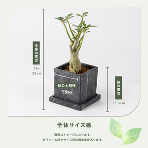 2026年5月中旬～発送【観葉植物】アデニウム・オベスム15cm～25cm (Green Base/016-2056) 南国鹿児島県で育った 観葉植物！植物 鉢付 インテリア 室内 オフィス おしゃれ