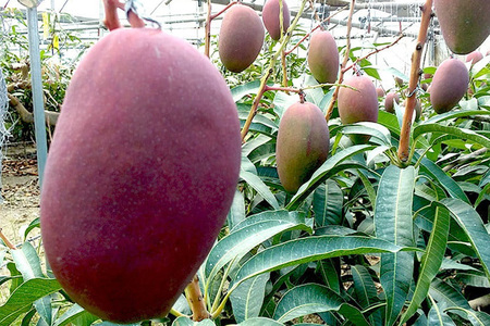 【2024年発送】高安マンゴー園　贈答用　F・Dマースマンゴー糸満　2kg　（3～5玉）