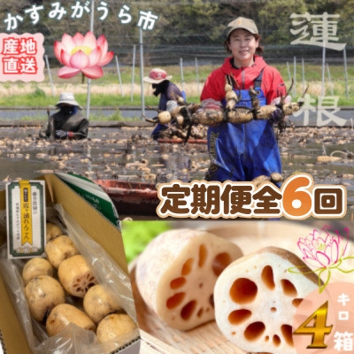 
                  ＜毎月定期便＞肉厚でシャキシャキの食感と甘みが特徴　　掘りたて れんこん　4Kg(4～7本)全6回【4092937】
                