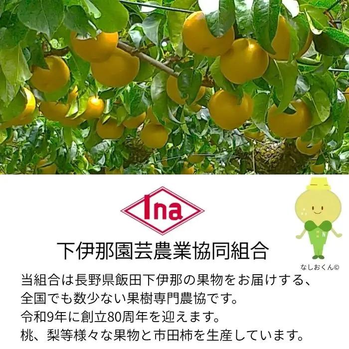 【南信州産】南水梨約2kg 5~6玉入り 糖度14度以上 ＜9月中旬より発送＞