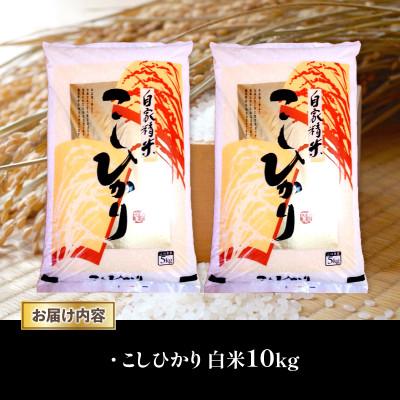 ふるさと納税 竜王町 令和7年産 新米 近江米 こしひかり 白米 10kg |  | 01