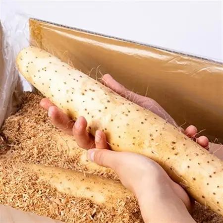 【青森県五戸町特産】長芋　10kg【配送不可地域：離島・沖縄県】【1017943】
