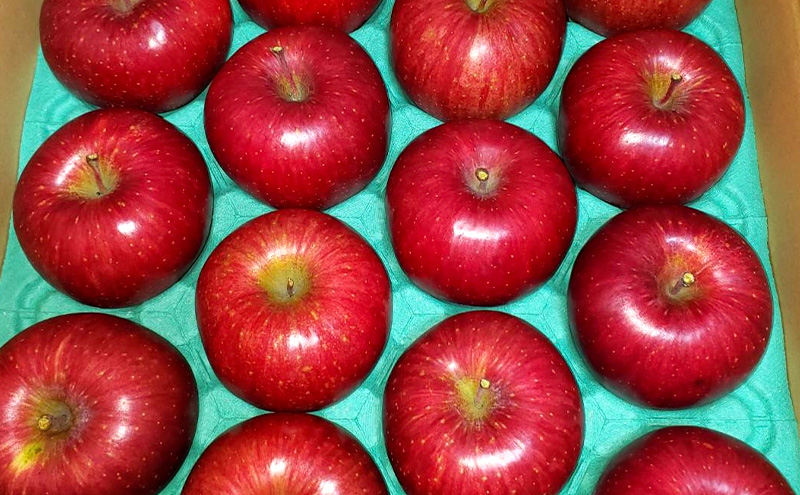シナノドルチェ（家庭用） 約5kg（15～20玉入り）トメズファーム　りんご　長野　信州　小諸　果物　フルーツ