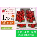 【ふるさと納税】イチゴ いちご 新品種 ★3月・4月・5月発送★ 掛川産 完熟いちご 食べ比べセット「 ミズノ農園の 紅ほっぺ 2パック＋ すずの薫り 2パック」各280g×2パックずつ 計4パック（約1.12kg）〔 苺 すずのかおり 香り 甘い 人気 掛川市 ミズノ農園 〕