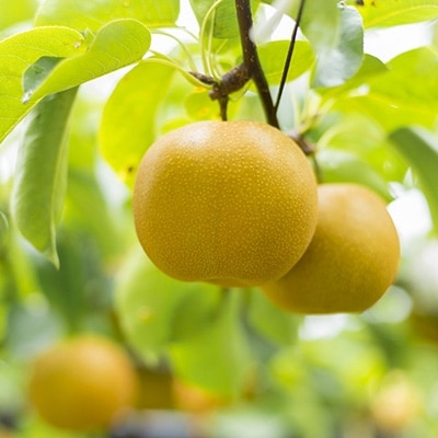 大分県日出町産　谷農の梨「幸水」5kg(12～16個)【配送不可地域：離島】