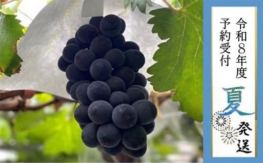 ＜2026年 先行予約8月中旬発送＞【貝塚市産】特選ブラックビート２房入り 1.4kg以上