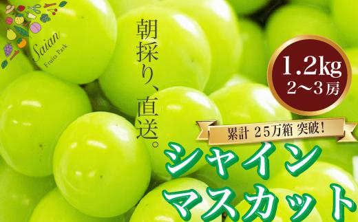 【先行予約】2024年発送分 シャインマスカット 約1.1～1.2kg（2～3房） フルーツ 山梨県産 果物 ぶどう ブドウ 大粒 種なし 産地直送 富士川町