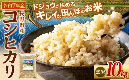 ≪どじょうのいる田んぼのお米≫ コシヒカリ 信州安曇野松川村産｜玄米 10kg 有機肥料 低農薬 自然栽培 安曇野米 ごはん ライス 長野県 松川村 送料無料 国産米 産地直送 農家直送 新米対応