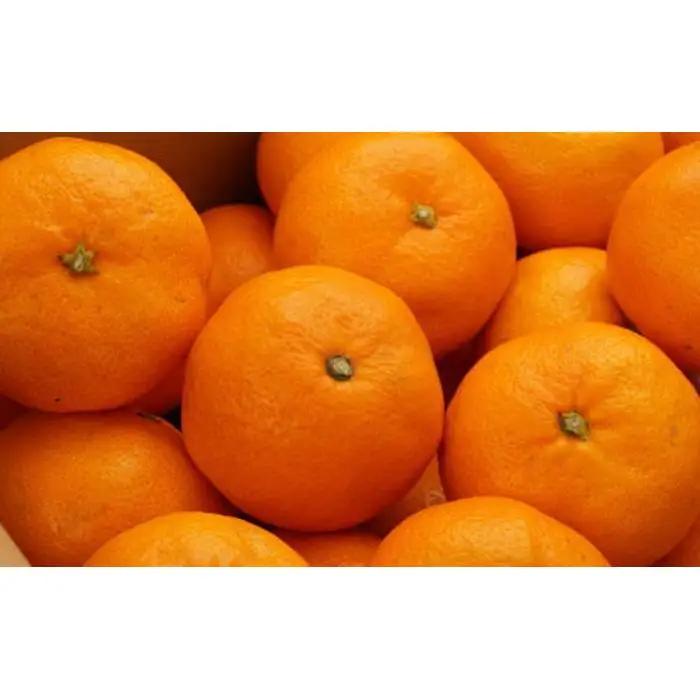 [秀品]和歌山有田みかん約3kg（S～Lサイズ混合）★2026年11月中旬頃より順次発送［TM96ｗ］