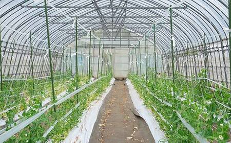 【5月中旬～6月中旬限定発送！】いわき農園のスナップエンドウ 1kg 三陸山田 山田町 野菜 幸姫 有機栽培 無農薬 YD-829