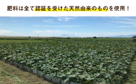 【先行予約】【節切り】希少なオーガニック 福富れんこん（洗い）約3kg（1.5kg×2箱） / れんこん 蓮根 レンコン れんこん れんこん れんこん [IBC004]