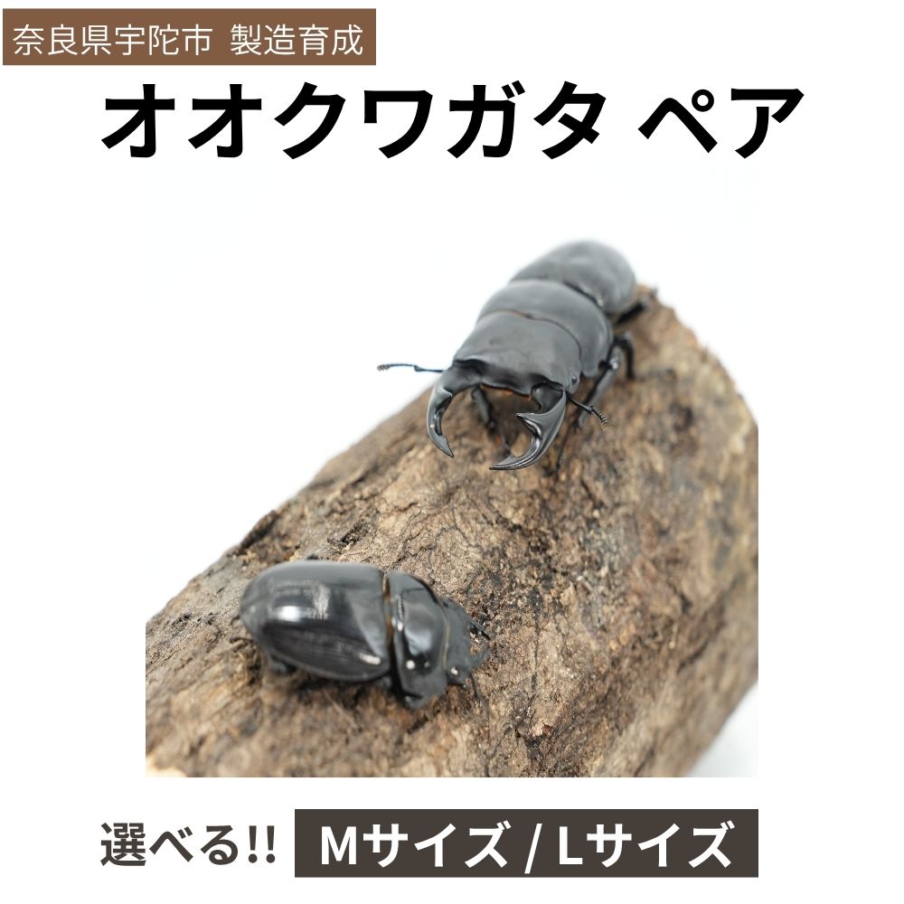 【ふるさと納税】＜選べるサイズ＞オオクワガタ（Mサイズ ペア / Lサイズ ペア）/ ふるさと納税 オオクワガタ ペア メス オス 成虫 夏休み 国内生育 奈良県 宇陀市