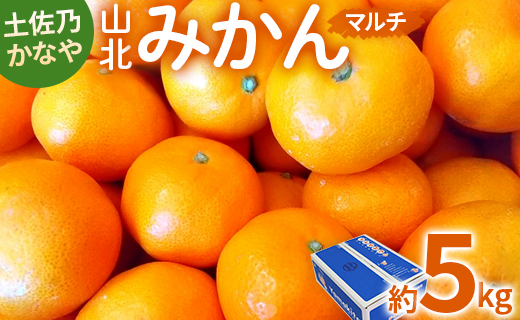 みかん 5kg sサイズ から Lサイズ 甘い 土佐乃かなや マルチ 山北みかん5kg - 柑橘 ミカン 果物 フルーツ be-0063
