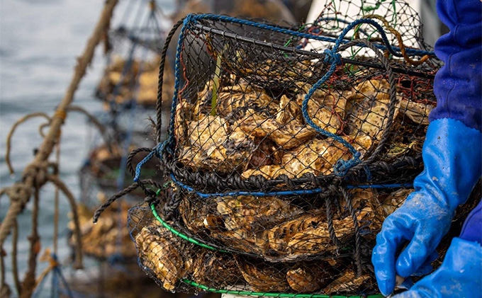 北海道 オホーツク サロマ湖産 殻付き カキ 生食可 5kg 牡蠣職人厳選 牡蠣 国産 貝付き 魚貝類 生牡蠣 ノロウイルス検査実施 海のミルク 海鮮 海の幸 つまみ 晩酌 お酒のあて 
