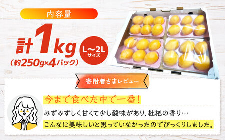 先行予約 びわ 1kg＜パッパラパー農園＞ [CFI002] びわ びわ びわ ビワ ビワ びわ