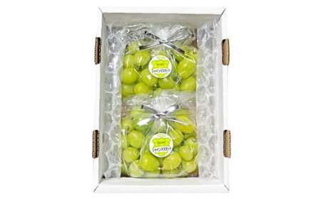 訳あり家庭用シャインマスカット摘み落とし1kg以上 マスカット ぶどう ブドウ 葡萄 グレープ フルーツ 果物 デザート おやつ 種なし 皮ごと 旬 岡山県 美咲町 【2026年9月上旬から10月上旬