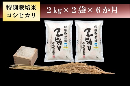 【定期便】 令和6年産 特別栽培米コシヒカリ4kg （2㎏×2袋）×6か月　【 新潟県 新潟産 新発田産 米 コシヒカリ 佐々木耕起組合 2kg 6ヵ月 定期便 特別栽培米D19_001  】