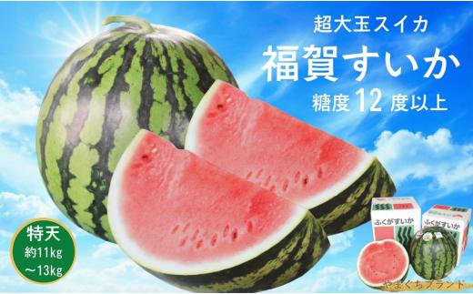 【先行予約】  福賀 すいか 特天 約11kg〜13kg 圧巻の超大玉 ＆ シャリシャリ 食感 高糖度 山口県 阿武町産 1個（希少1株1玉栽培） 産地直送 【2026年7月上旬～順次発送予定】