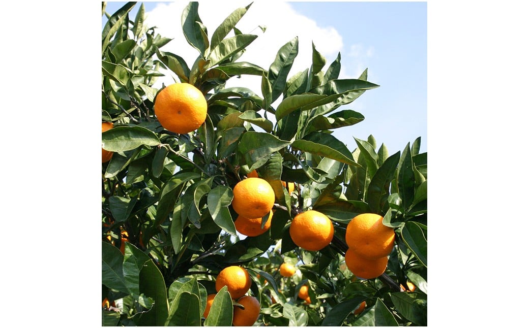 【希望の島】 温州みかん 特選品 中玉 2kg