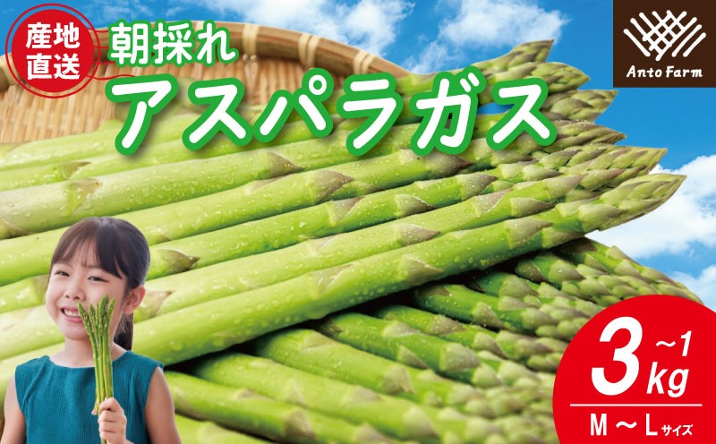 
                  アスパラガス 選べる サイズ 容量 M L 1kg～3kg 《3月から出荷開始！》 アスパラ 朝採れ 弁当 野菜 グリーンアスパラ サラダ ベーコン 豚肉 巻き 甘い 国産 春野菜 新鮮 せいくらべ 徳島 阿南
                