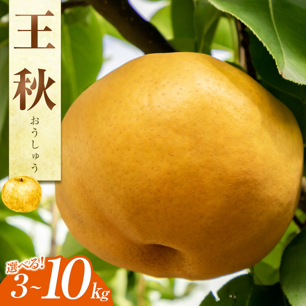【ふるさと納税】＜選べる容量＞ 梨 王秋 3kg～10kg（JA） 鳥取県産 ※2026年10月下旬～11月下旬頃に順次発送予定 | 先行予約 梨 なし ナシ 王秋 フルーツ 果物 鳥取県 北栄町