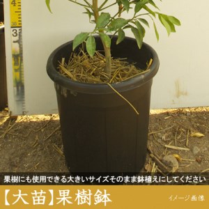 訳あり＜すだ農園＞3年生 苗木 ◇柑橘類 甘夏みかん[果樹鉢 2021年] ※北海道、沖縄、離島への配送不可